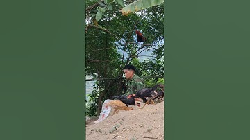 cho gà ăn.pub qaib lom zem heev