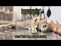 [ParvoVirus] Dalam Kalangan Kucing 😿~Tanda-Tanda & Cara Menanganinya~ SUBCRIBED 🙌🏻