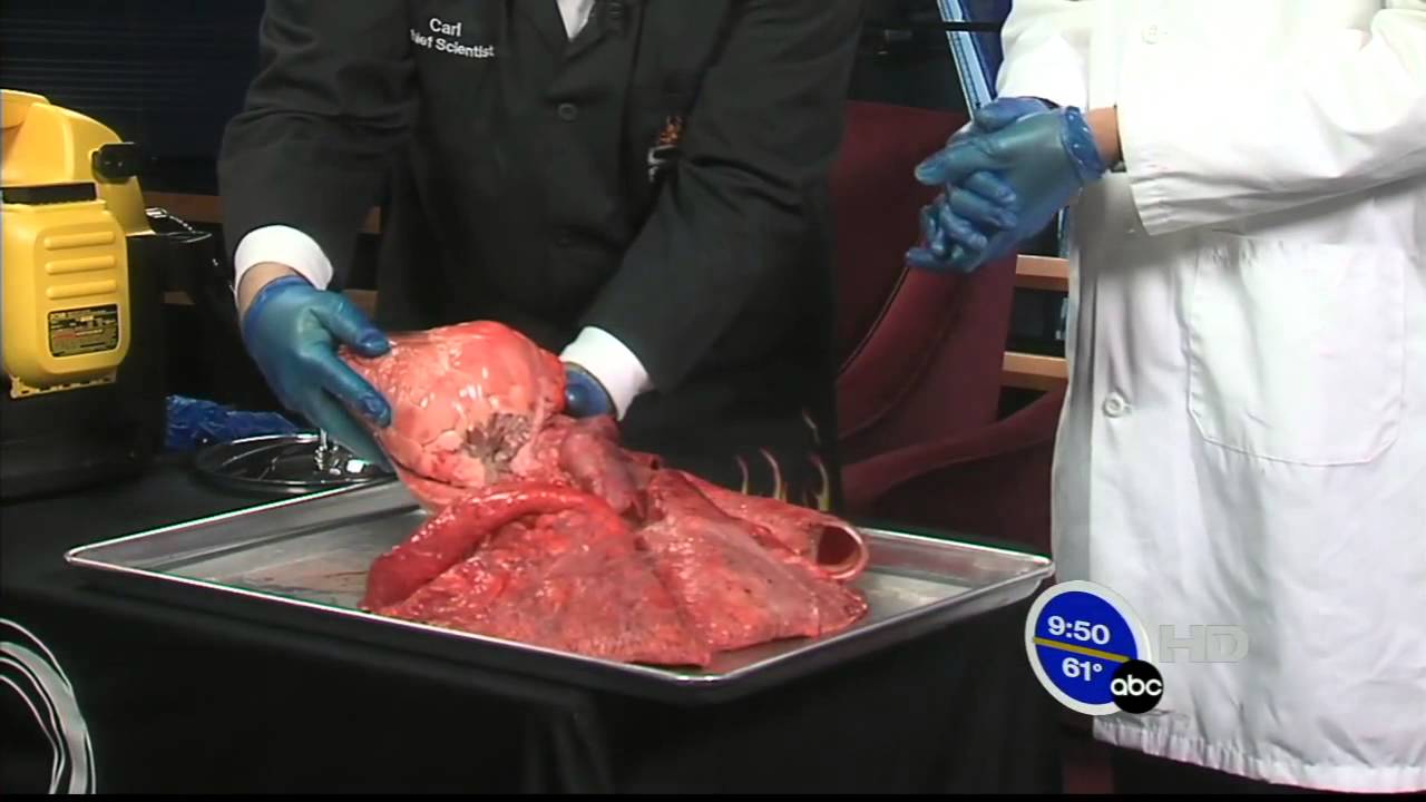 Cow Lung and Heart Dissection - YouTube