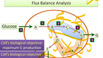 Lecture 5.3 - Minimization of Enzyme Usage | Genome Scale Metabolic Models