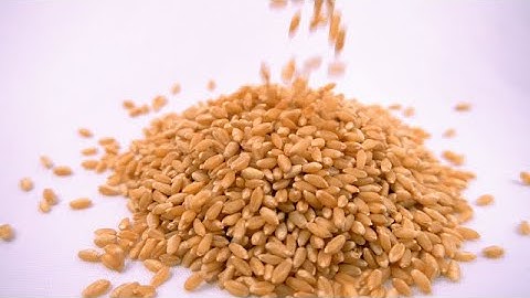 Wheat grains falling in slow motion | stock footage | stock video | Cinefootage