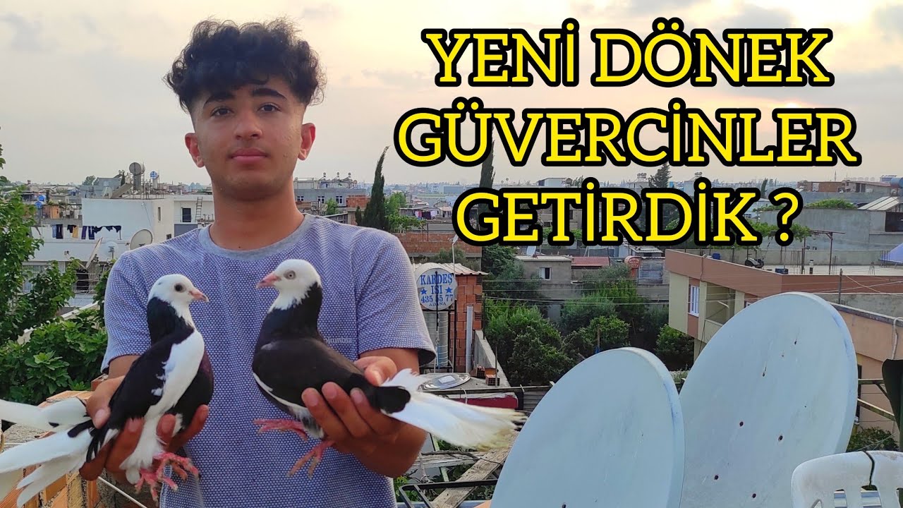 KÜÇÜK CAMBAZ YENİ DÖNEK GÜVERCİNLER GETİRDİK !