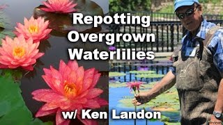 Repotting a Hardy Waterlily With Ken Landon