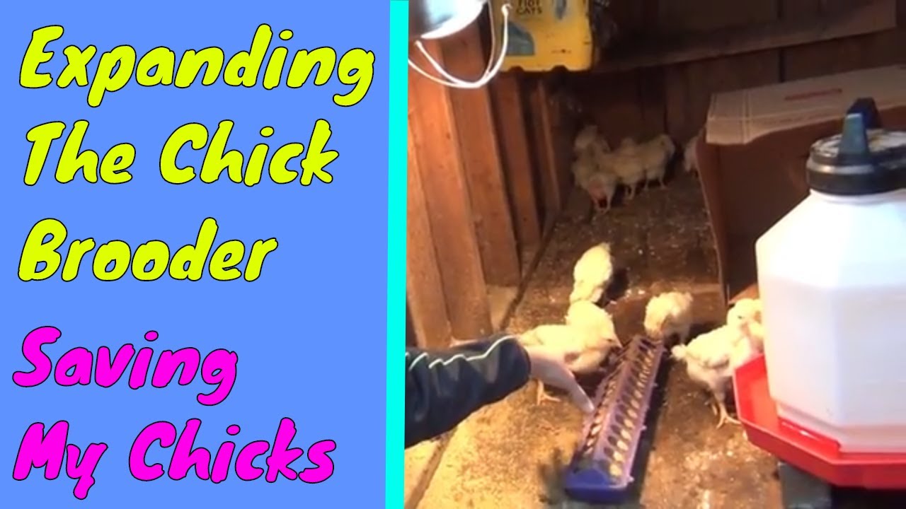 My baby chickens kept on dying! HOW I FIXED IT YouTube