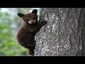 Bear Cubs In Trees