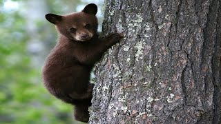 Bear Cubs In Trees