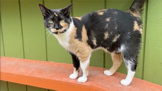 What is Feline Leukemia (FeLV)? by Michigan Pet Alliance 400 views 1 year ago 7 minutes, 13 seconds