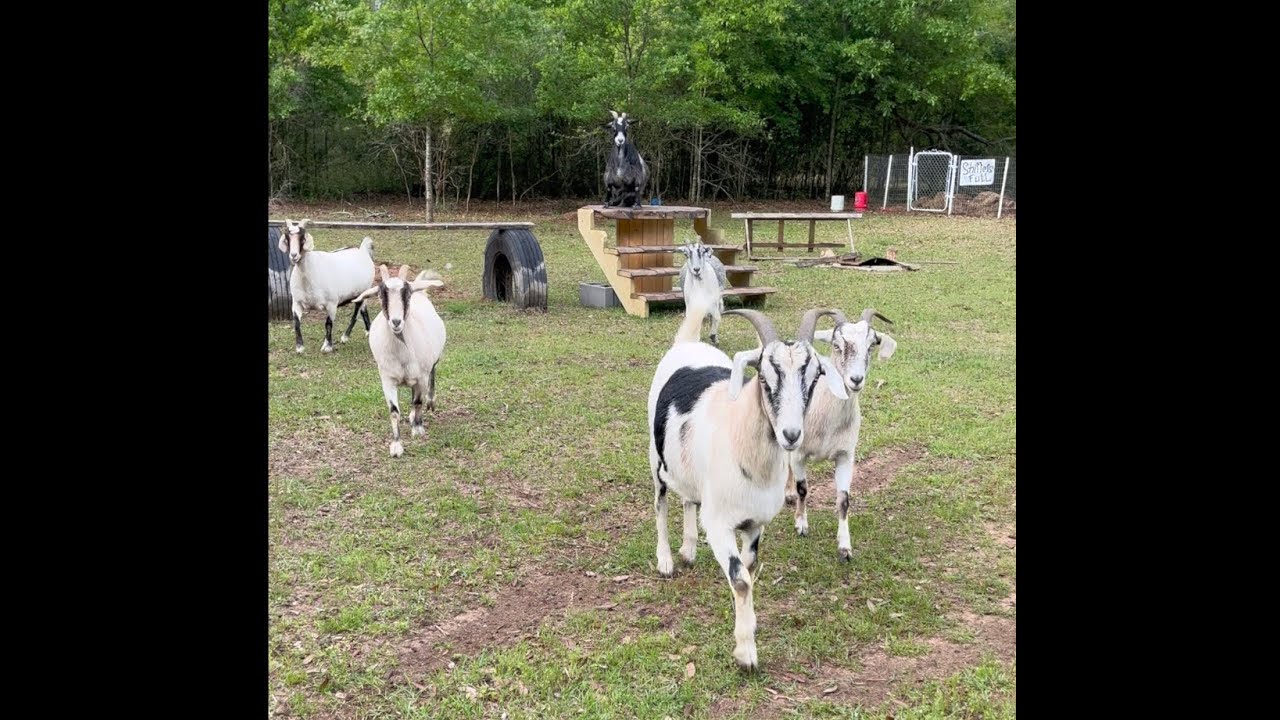 A day in the life at the Reed Farm - Moving Piggies!