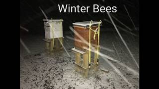 Celebrity Where do bees go in the winter? Profile