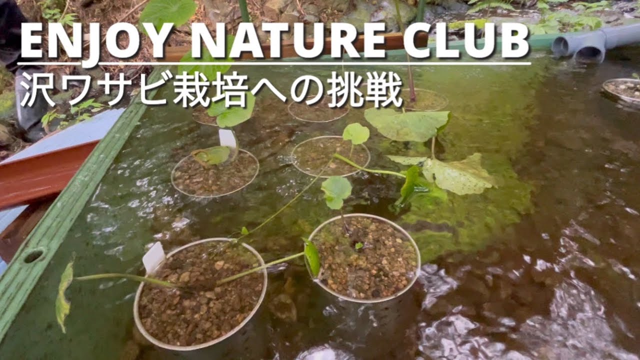 わさび栽培｜枯れていく沢ワサビと自生ワサビ【シリーズ・ワサビ #03