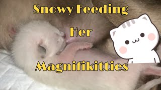 Mom Cat Feeding Her Five Siamese Kittens #siamese #kittens #cats by SNOWY THE MAGNIFICAT 1,319 views 2 years ago 3 minutes, 41 seconds