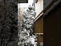 🇯🇵Japan Snow Mood ❄️ #short