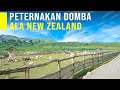 Peternakan Domba Modern dan Bersih, New Zealand nya Jawa