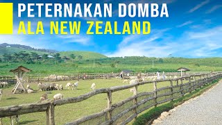 Download Lagu Peternakan Domba Modern dan Bersih, New Zealand nya Jawa MP3