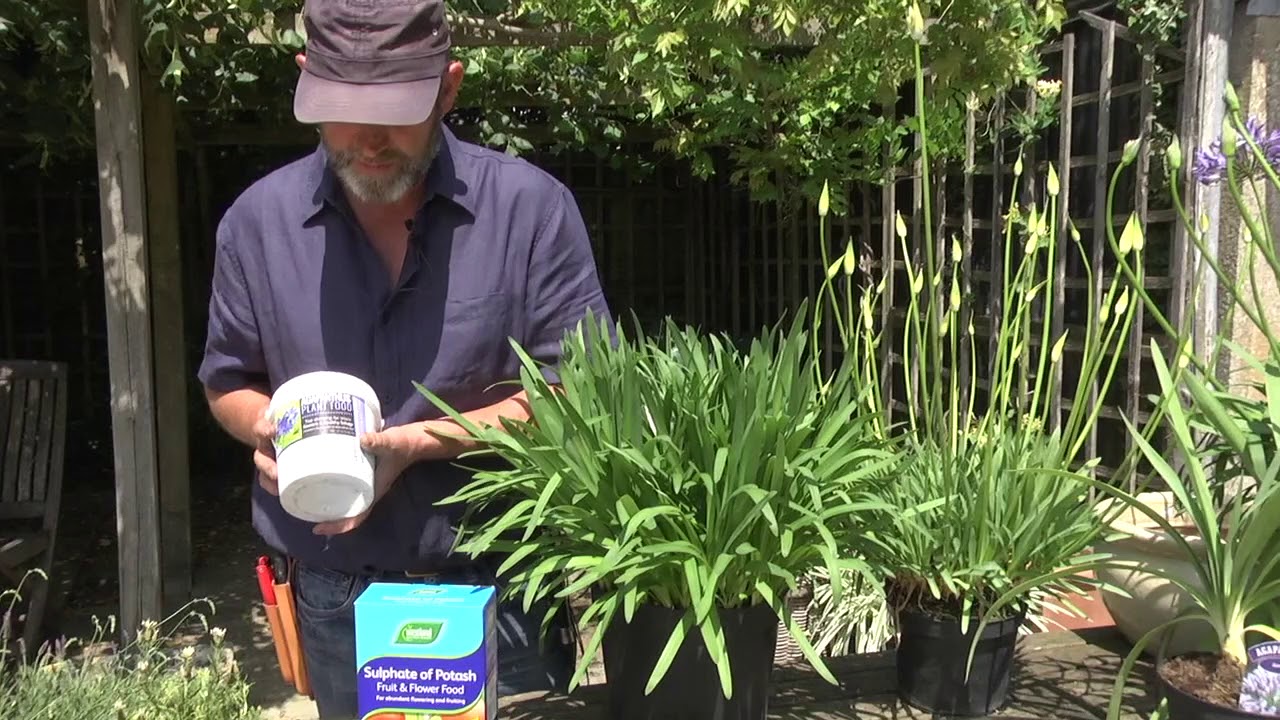 HOW DO I MAKE MY AGAPANTHUS FLOWER