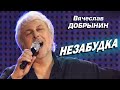 Вячеслав Добрынин - Незабудка