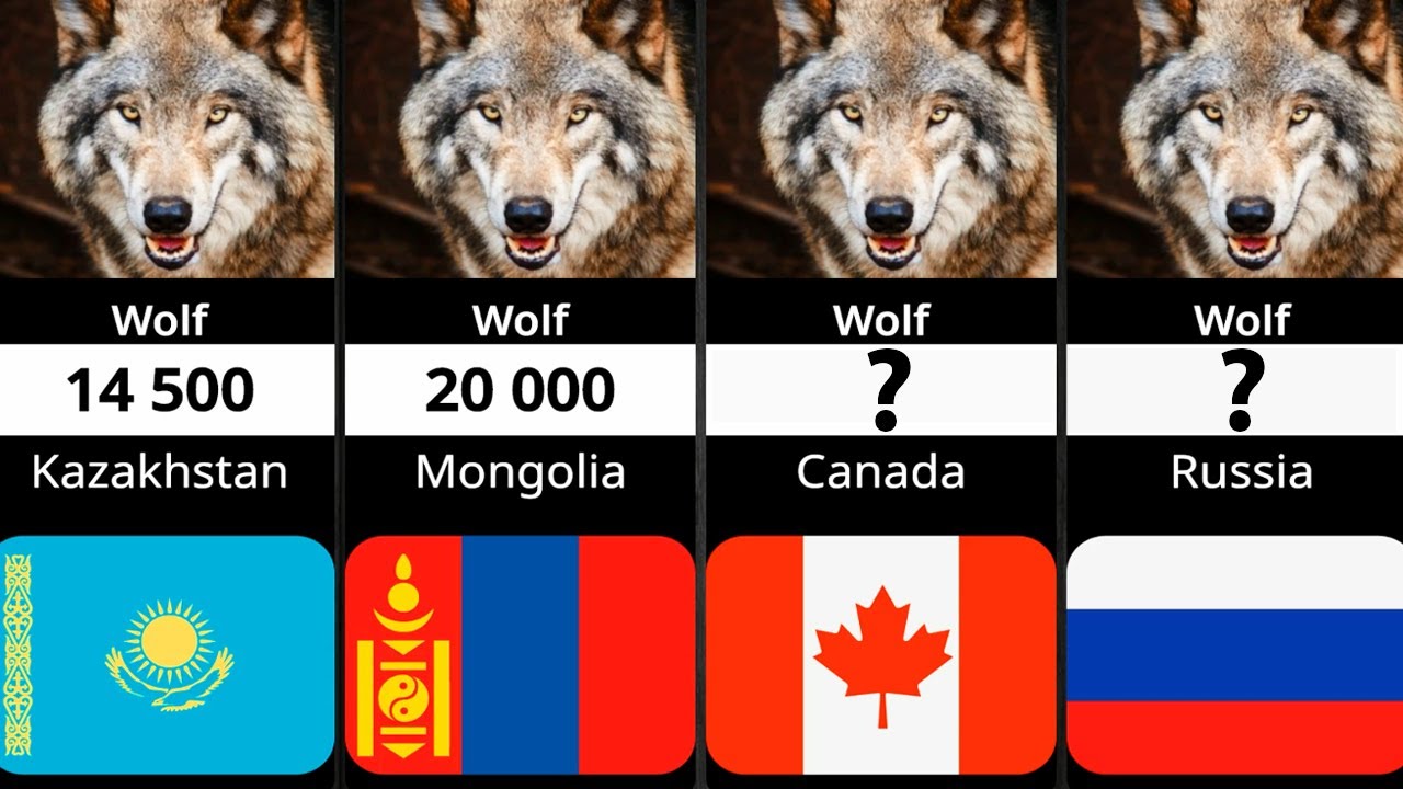 Wolf Population By Country 2023