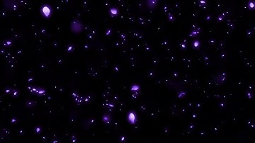 Hiệu ứng hoa hồng xanh rơi - Video background effect, Animation video background | Tùng Web Dev