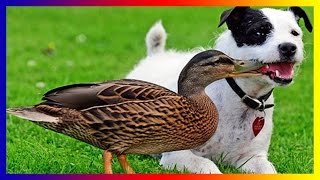 Funny Dog Fetch Fails by [Lisa Hudberman] | Funny Animals Fails by Lisa Hudberman 87 views 7 years ago 9 minutes, 47 seconds