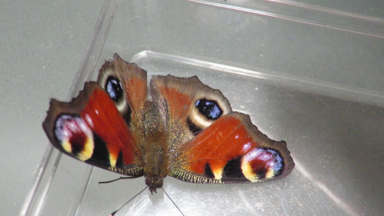 PAON-DU-JOUR (Aglais io/ Inachis io))