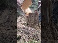 Some of the recent felling and stuffs treintayunodeenero