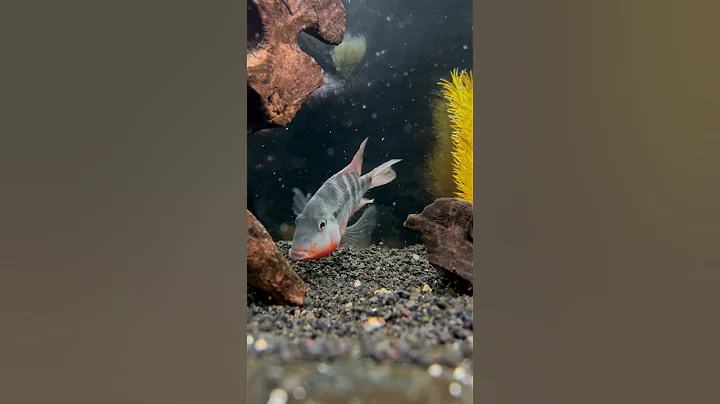 The Firemouth Cichlid Showing Off Today 🔥 - DayDayNews