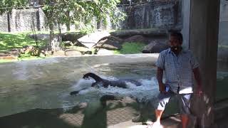 Black Jaguar Attack