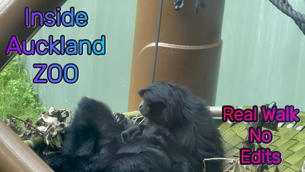A Real Walk Through Auckland Zoo 🫶 No Edits, Just Real Life💝 Part 1 