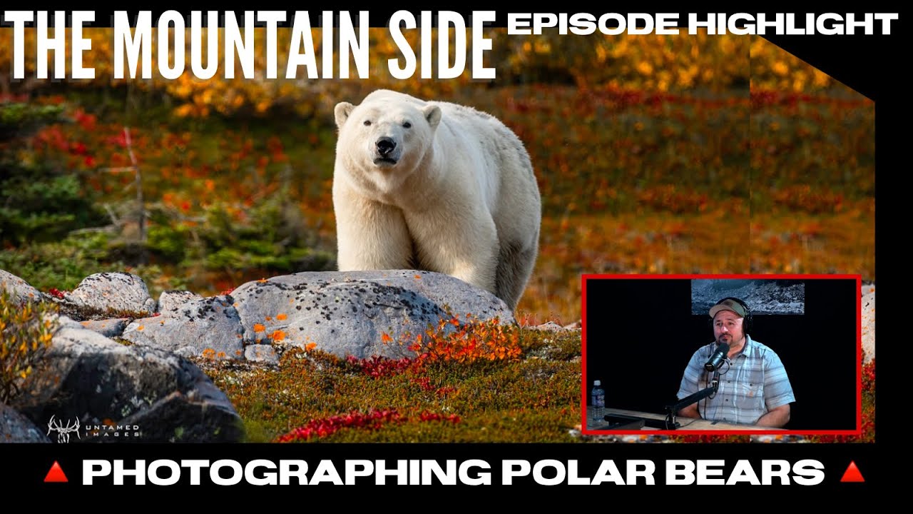 Photographing Polar Bears