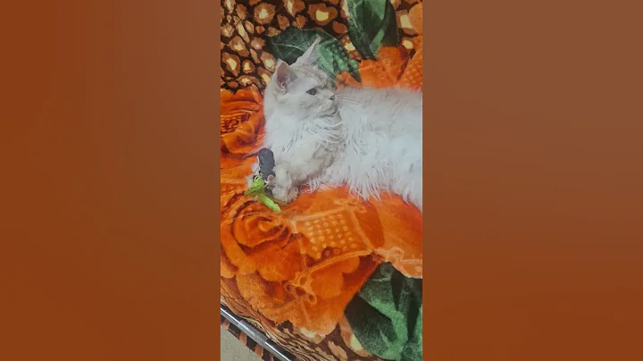 Video 11569581: mainecoon cat kitty, leopard kitty, cat snow leopard