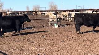 WW livestock solid mouth bred cows Profile