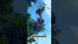 ficus tree pruning || pemangkasan pohon beringin #chainsaw