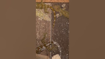 Lô tắc kè bông vàng , giá tắc kè , tắc kè nuôi cảnh #tacke #tackegiong #ta #tackephuchau