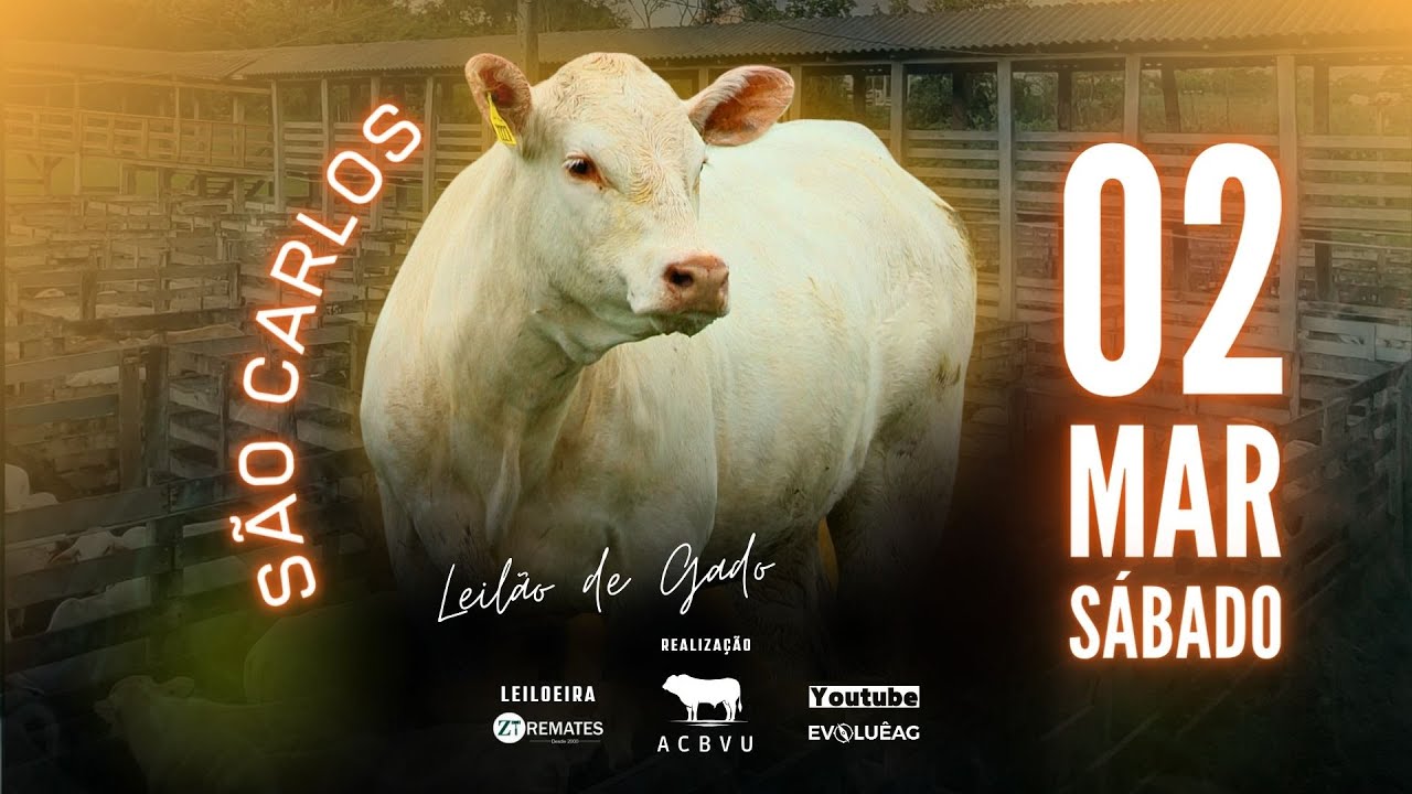 Leilão AO VIVO - São Carlos 02/03/2024 | ZT Remates