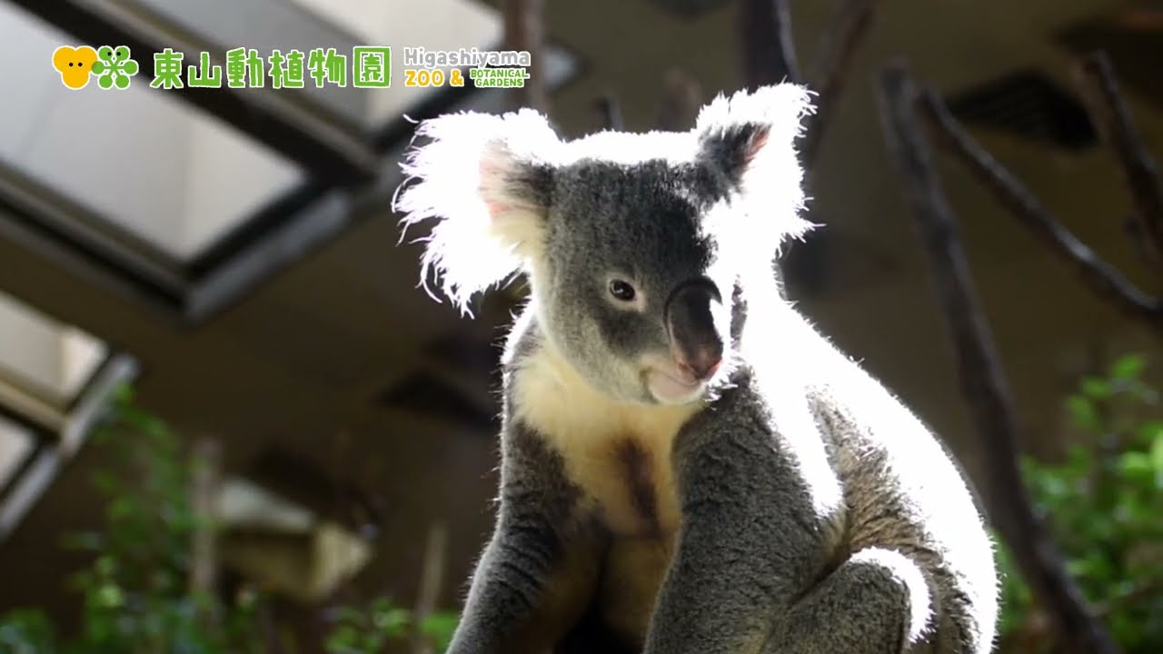 【東山動植物園公式】タイチの大冒険《 コアラ 》