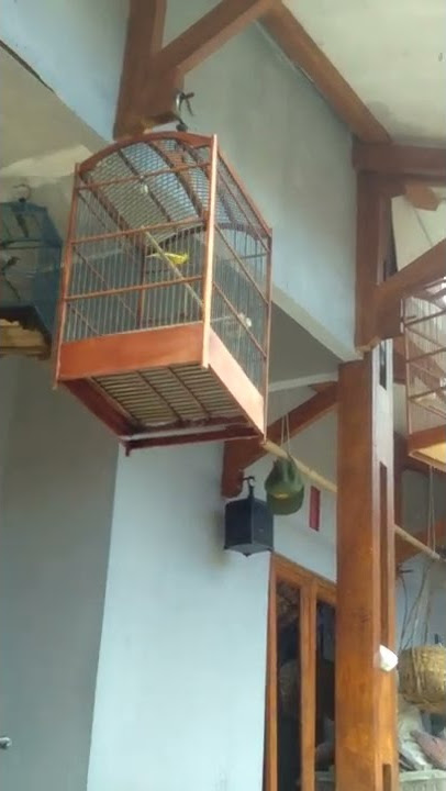 kenari gacor isian sikatan londo, ciblek, cigun jawara