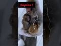 Monkey Mom &amp; Baby Burst Out of Snow Pure Joy Unleashed!
