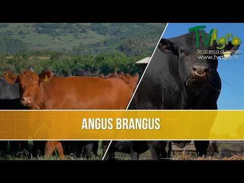 Entrevista: Importancia de las Razas Angus y Brangus - TvAgro por Juan Gonzalo Angel
