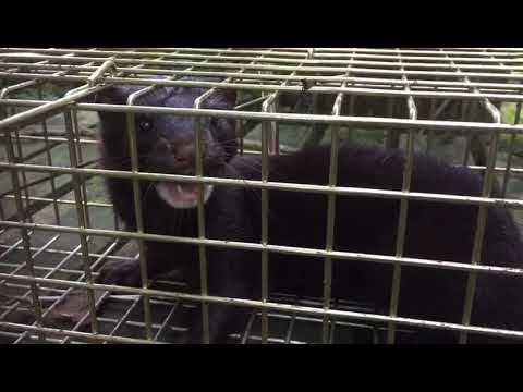 angry young mink trapped in a TrapMan cage trap