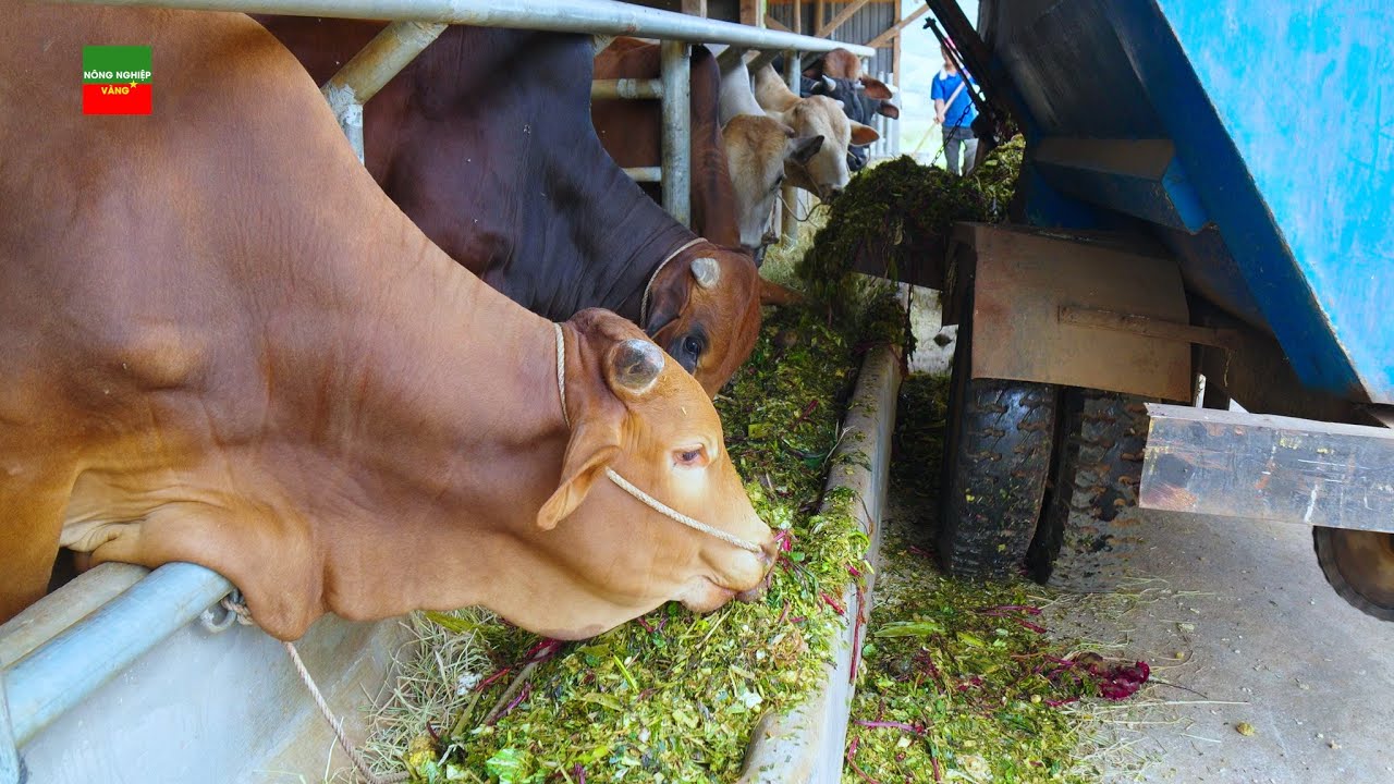 2H NUÔI ĐƯỢC 600 BÒ VƠI HỆ THỐNG MÁY CHO ĂN LIÊN HOÀN