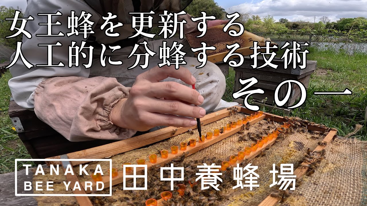 移虫により女王蜂を更新する　人工的な分蜂　前編