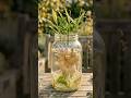 Home gardening ideas | Growing ginger easily in pots or backyard #diy #garden
