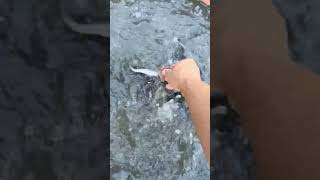 Bug Light Fishing Tank Cam | High Density Fish Feeding Frenzy诱虫灯鱼缸摄像头｜高密度鱼群抢食飞虫