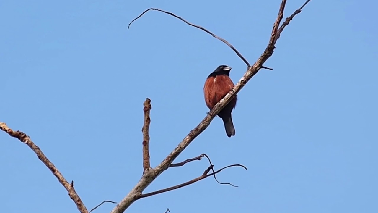 Chestnut-bellied Seed Finch - Spring Trace, Erin - Jan 20 2018 