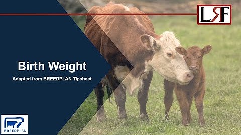 Birth Weight Tipsheet