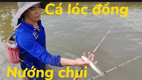 Bữa nay anh em mình đi kích cá lóc đồng quá ngon về nướng chui #t40#locnguyenag 