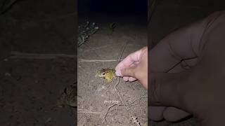 Boing catch frogs funny froggy catch funnywepwep funny froggy🐸🐸🐸 #shorts