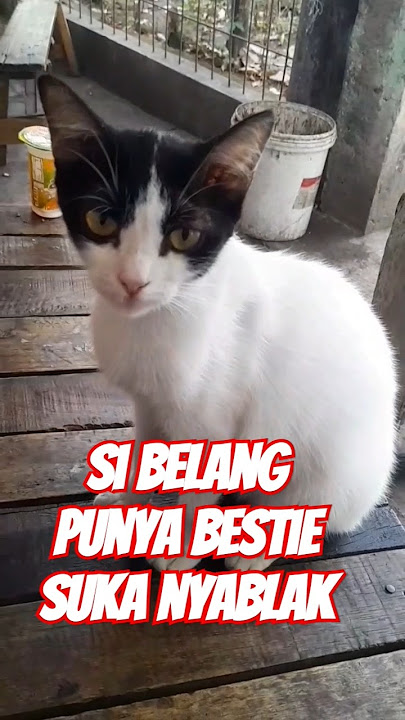 Bestie Yang Suka Nyablak#cat #catlover #kucinglucu #like #komen #subscribe #shortsfeed