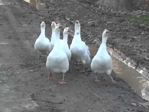 ხიდის  მშენებლობა ტოლებში. სამტრედიის გამგებელის ვალერი ფოცხვერიას სტუმრობა. 2015წ. დეკემბერი