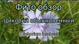 Цикорий обыкновенный (Cichorium intubus).